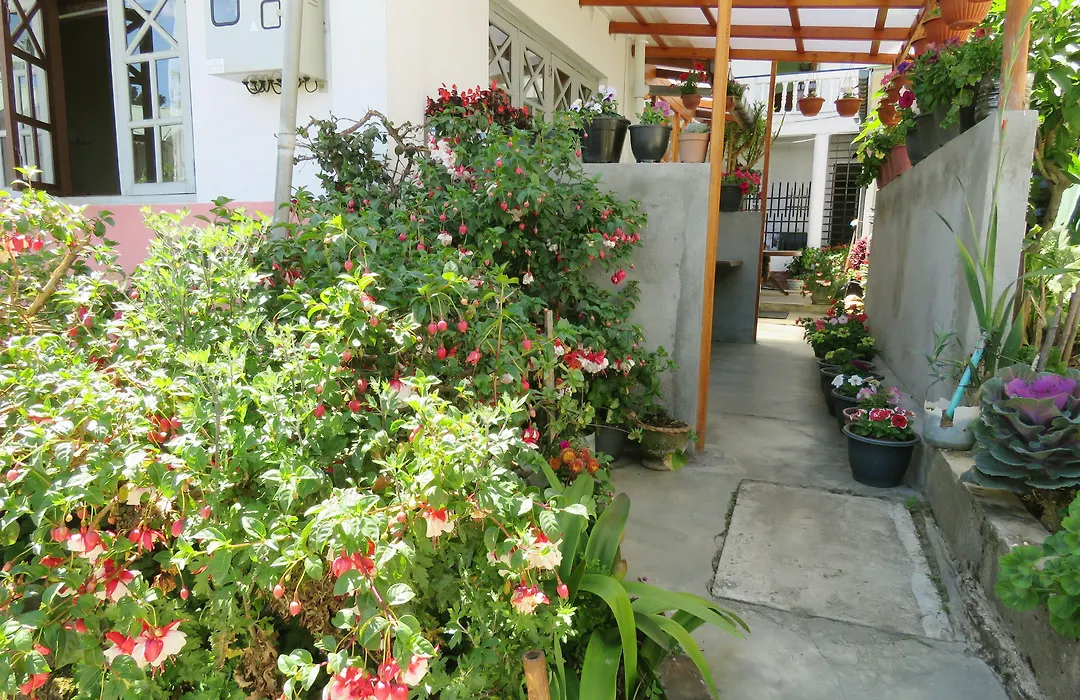 Carnation Rest-1